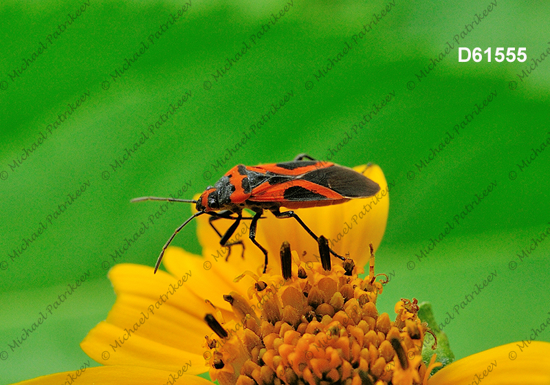 False Milkweed Bug (Lygaeus turcicus)